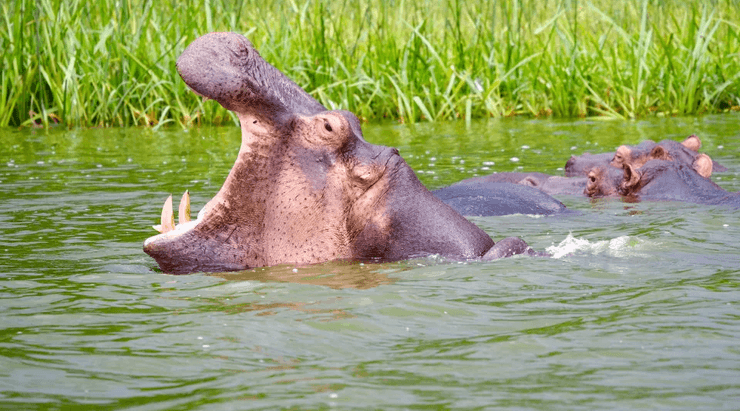 Бегемот, животное, река, природа, Колумбия