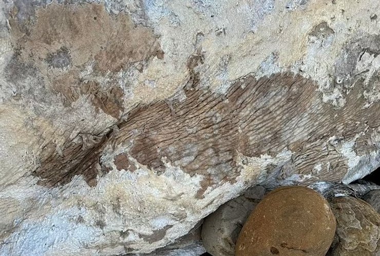 останки морское существо йоркшир