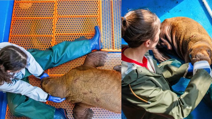 Детеныш моржа, морж, животное, сирота, осиротевший детеныш моржа, тихоокеанский морж