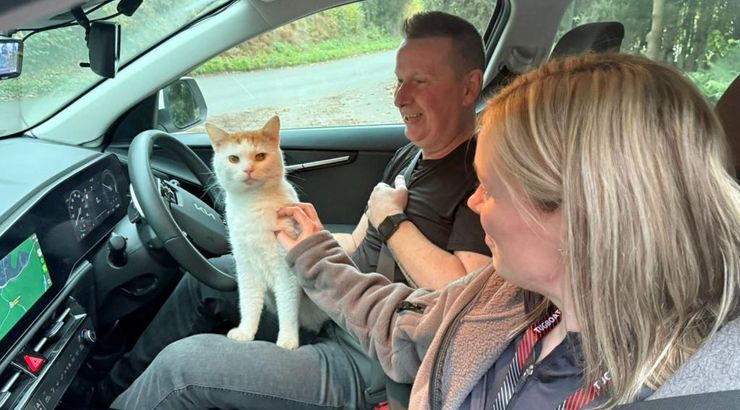 Супруги из Шотландии нашли своего кота за 480 км от дома, как он там оказался, поиск пропавших животных