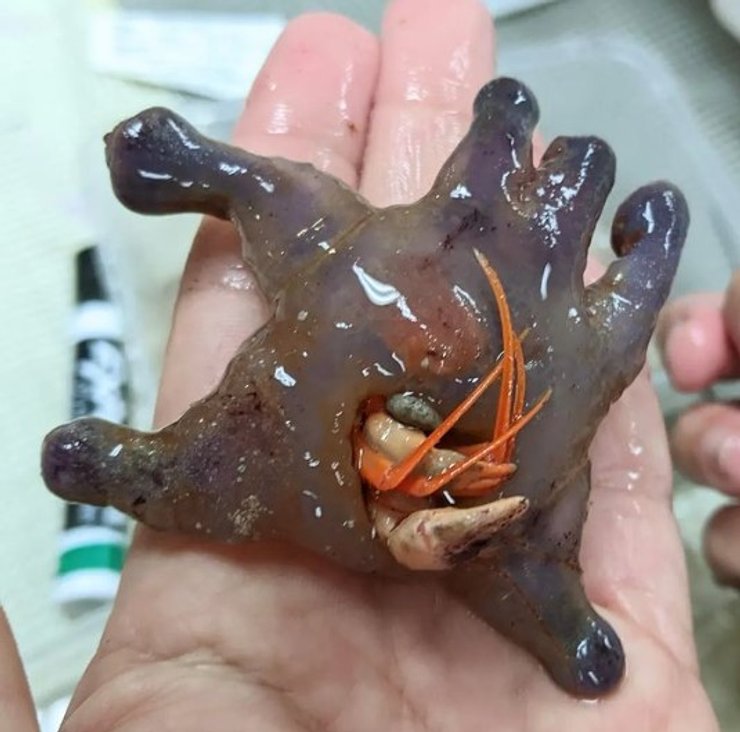 краб самітник