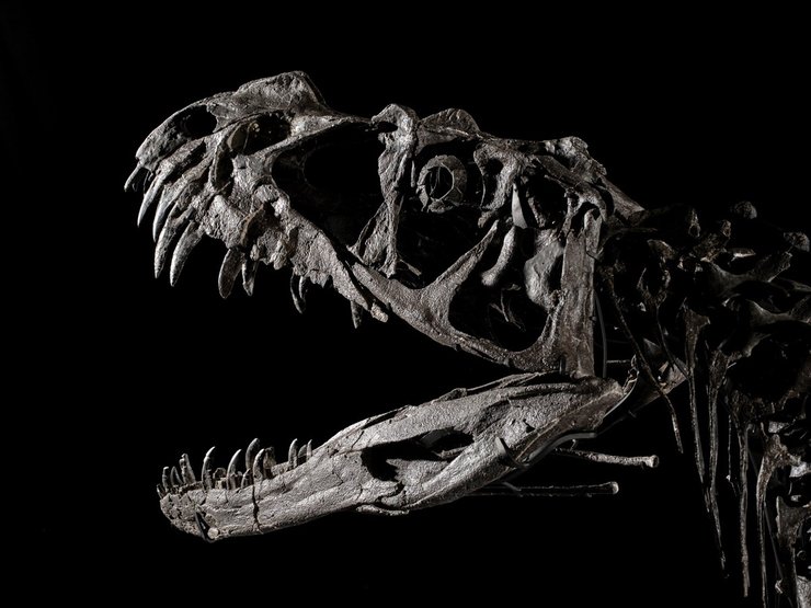 цератозавр, череп