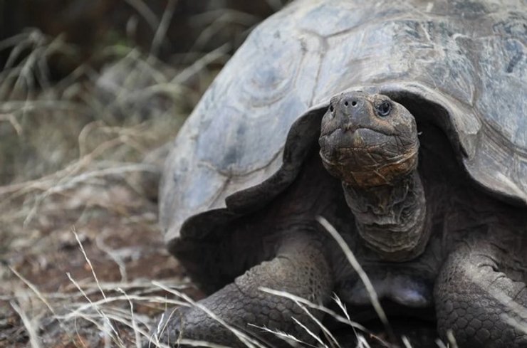 Гигантская черепаха, Галапагосские острова