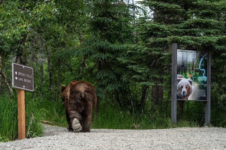 бурые медведи