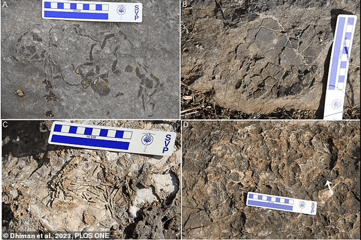 динозаври, яйця, індія