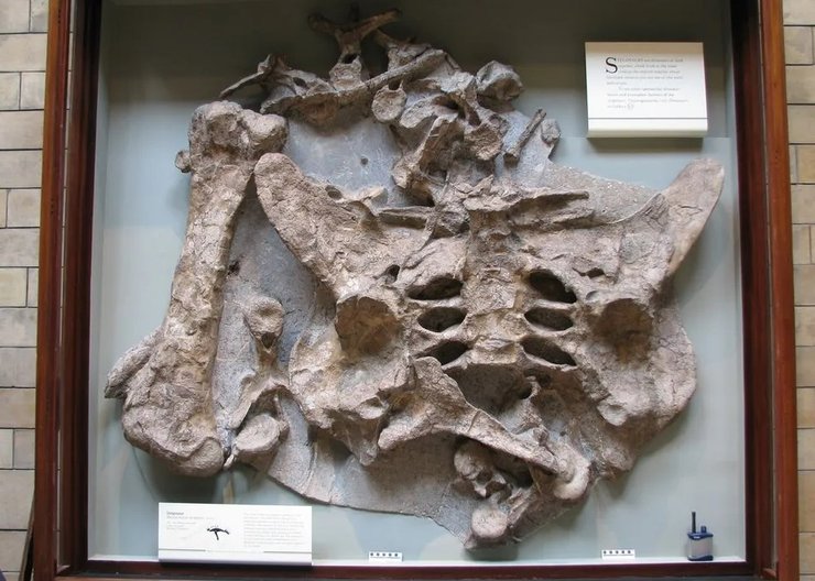 останки стегозавра