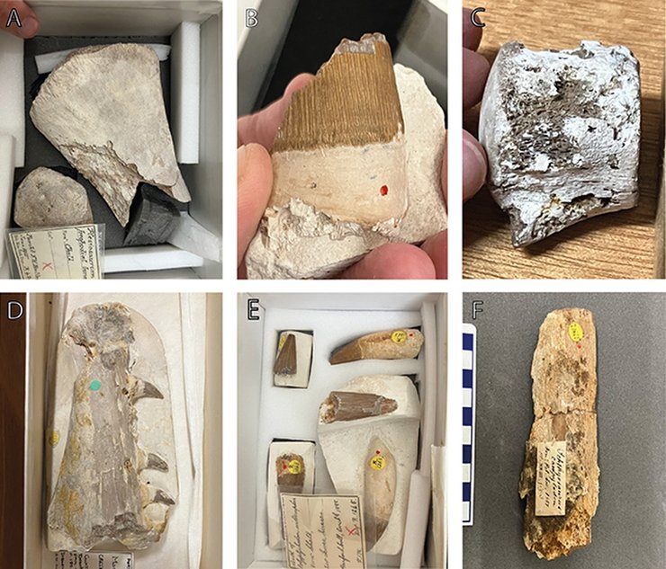 сліди черв'яків на скам'янілостях