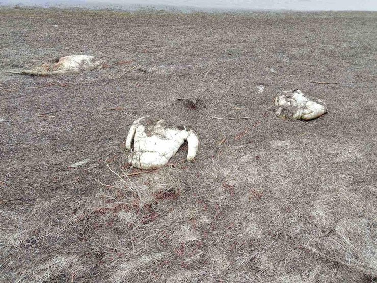 лебеди, птицы, херсонская область, птичий грипп