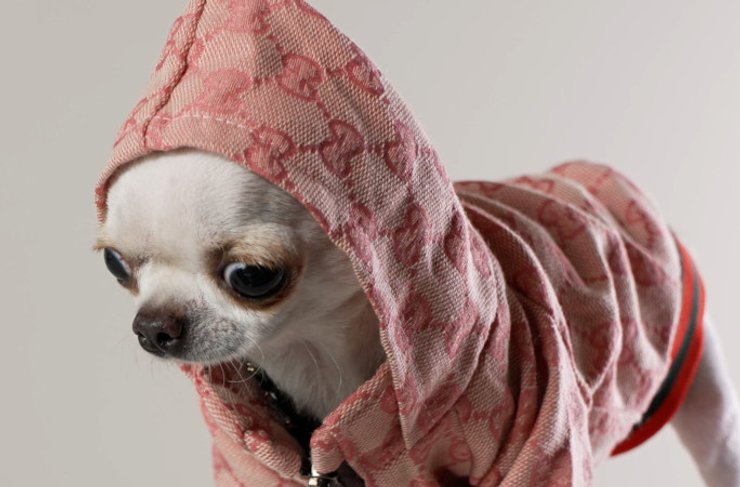 самая низкая собака на модной фотосессии