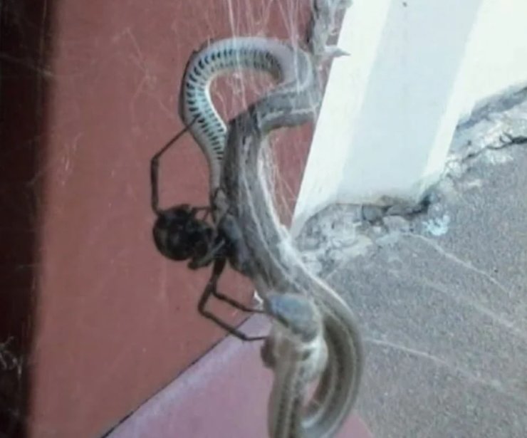 павуки, змії, полювання, природа