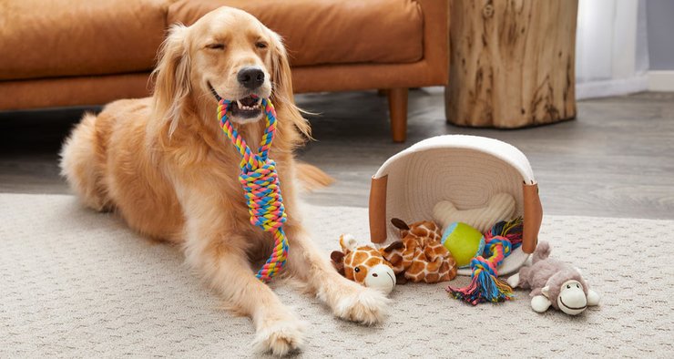 Золотистая собака держит в зубах канатную игрушку рядом с корзиной, полной игрушек