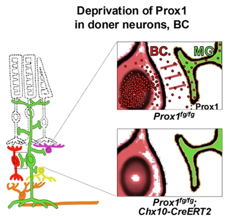 схема рисунок глаз