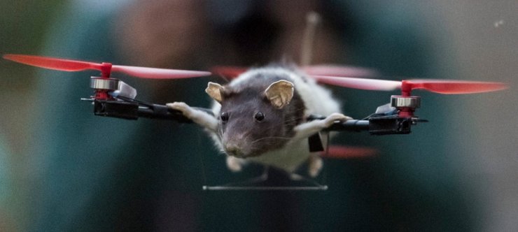 хом'як коптер