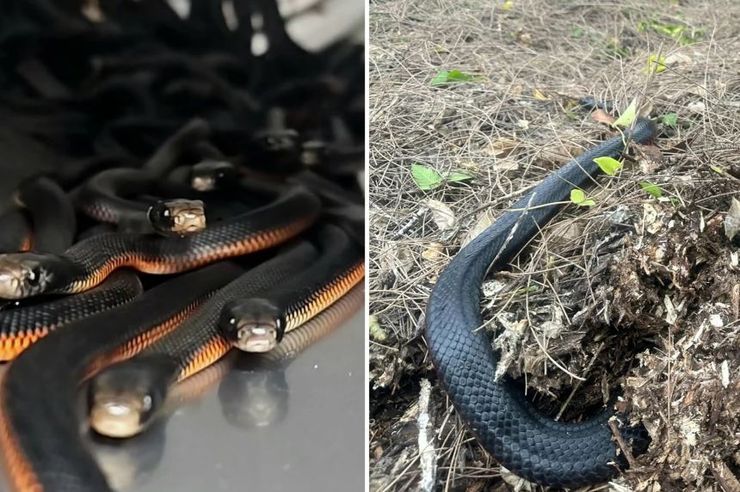 Семья из Сиднея нашла на своей территории 102 ядовитые змеи, они могли умереть в любой момент, все подробности