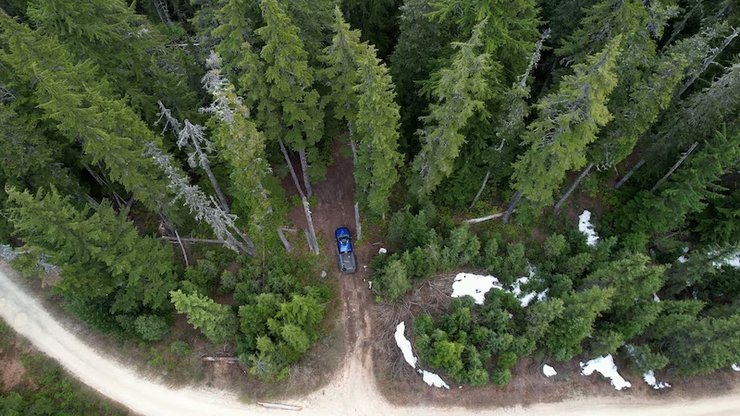 снежный человек, бигфут