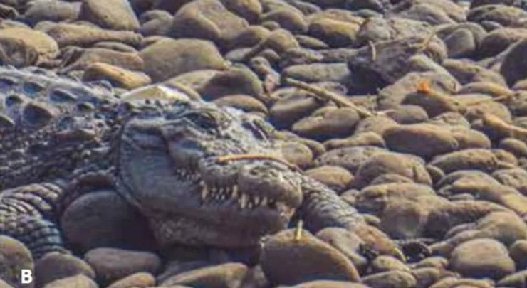 крокодил, Индия