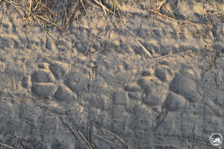 Чорнобиль, Чорнобиль зона відчуження,Чорнобильський заповідник, сліди, шакал, шакали