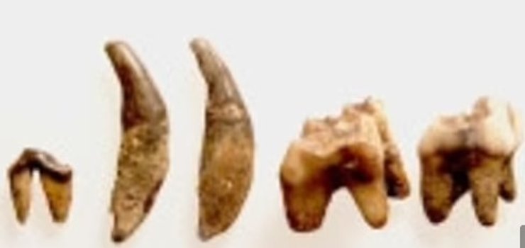 зубы древней собаки, северная америка, археология, фото