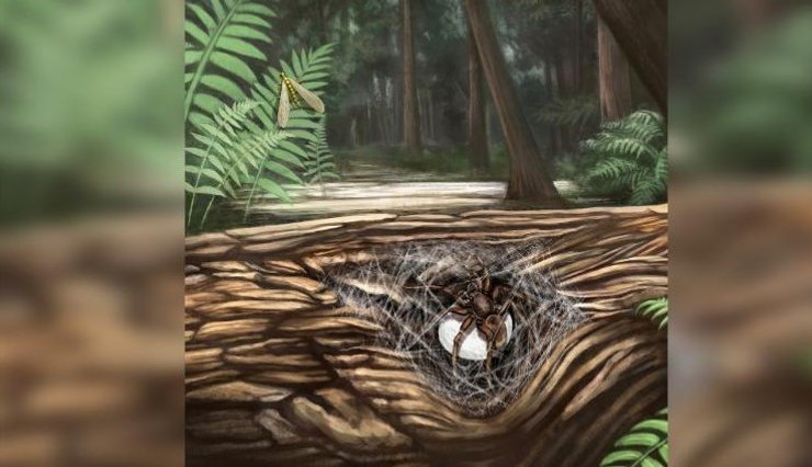 Древняя самка паука Lagonomegopidae перед тем, как погибнуть. Иллюстрация.