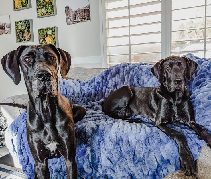 немецкий дог, собака, собаки