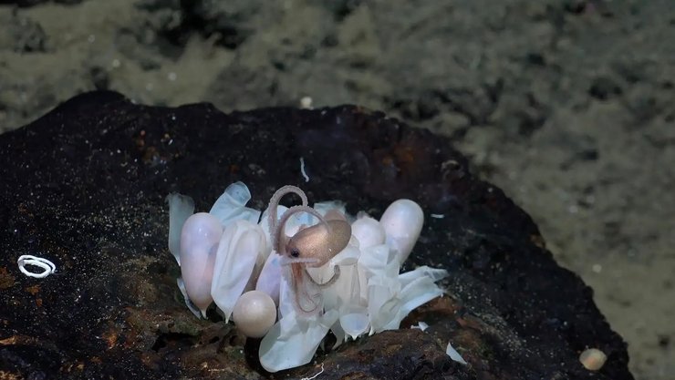 осьиног гнездо