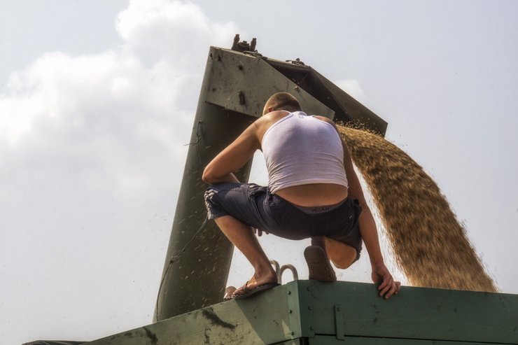 зерновые, Украина, урожай, цены на зерно, цены на хлеб