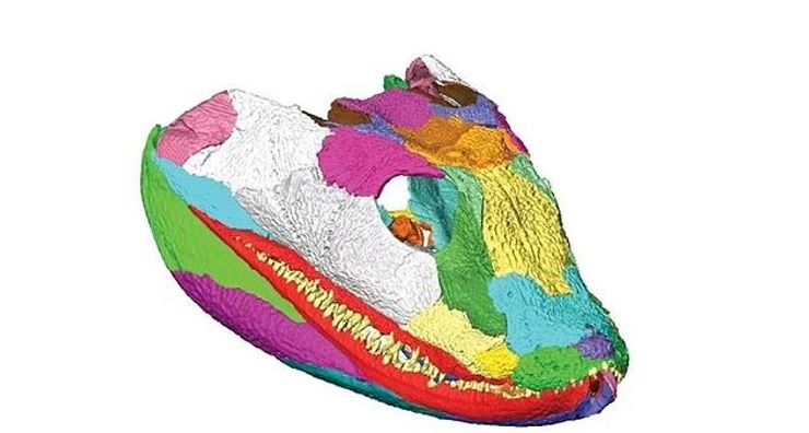 Строение черепа акантостега.