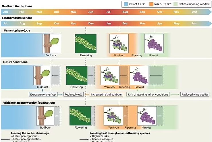 виноградник клімат виноград