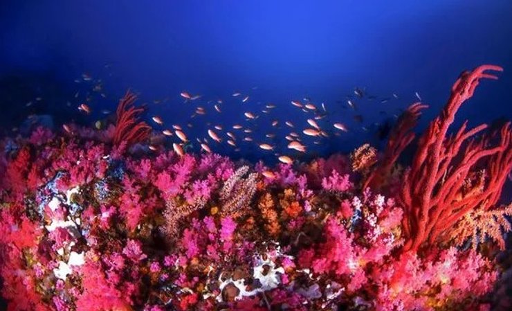 море, морские жители