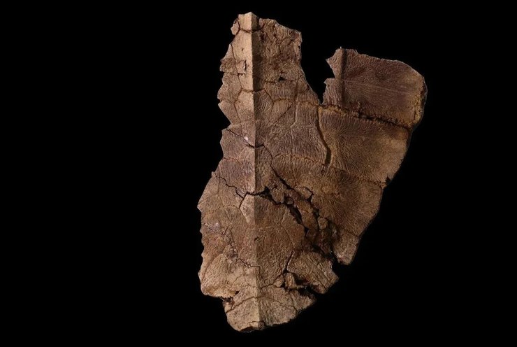 черепаха панцир