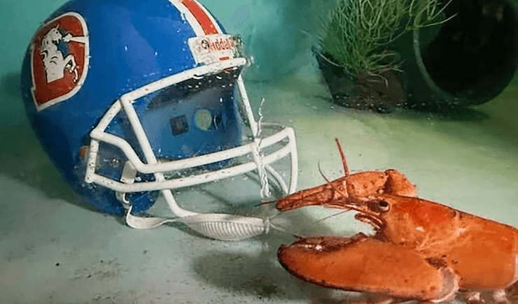 Редкий оранжевый лобстер, огромные клешни, передали лобстера в аквариум, спасли лобстера, редкий окрас, лобстер из ресторана