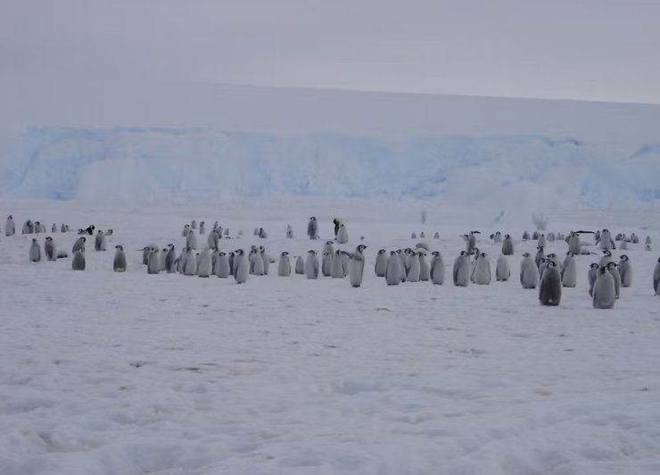 імператорський пінгвін