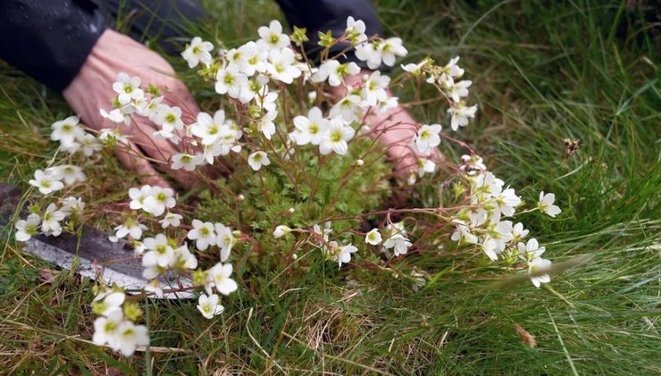 розовая камнеломка