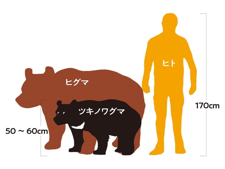 японія, ведмеді, полювання на ведмедя