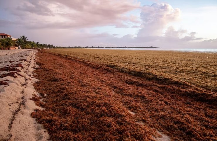 саргассум пляж водоросли