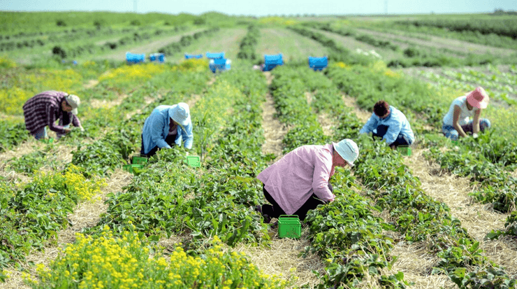 Експерти пояснюють реальну ситуацію на ринку праці