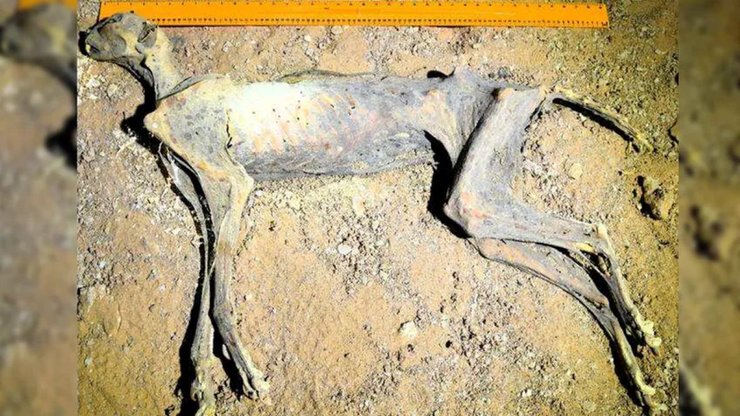 ученые впервые нашли мумии больших котов