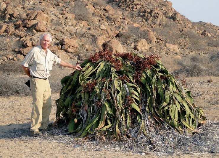 вельвічія дивовижна пустеля наміб
