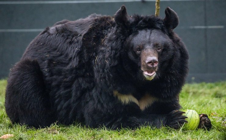 Ведмідь Ямпіль, гімалайський ведмідь, український ведмідь, ведмідь помер