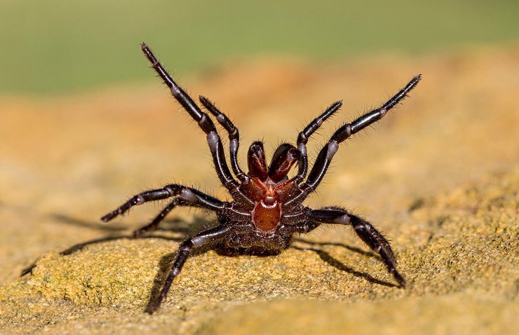 ядовитый паук, паук арахнид, гигантский паук