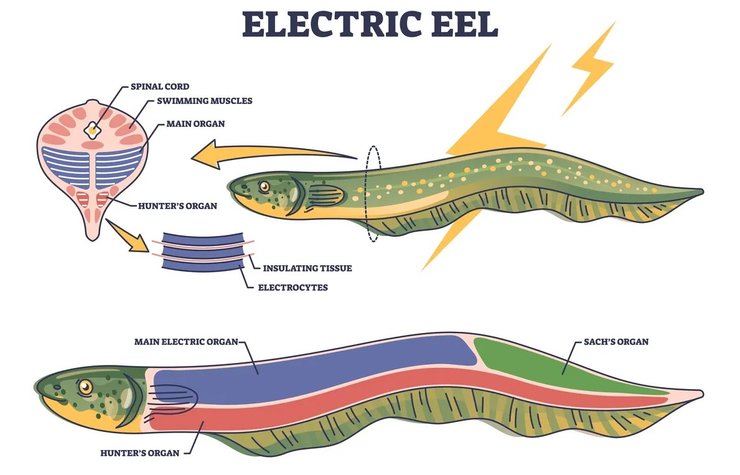 электрические угри анатомия