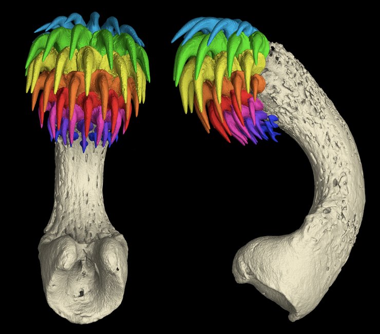 акулы-призраки зубы