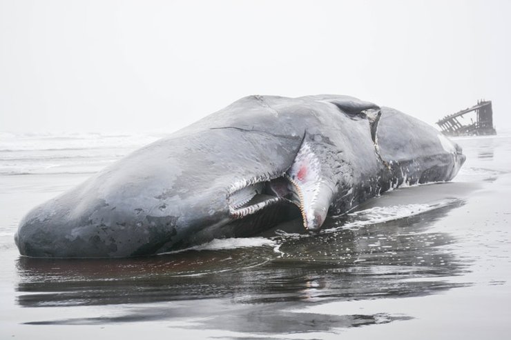 Кит на узбережжі