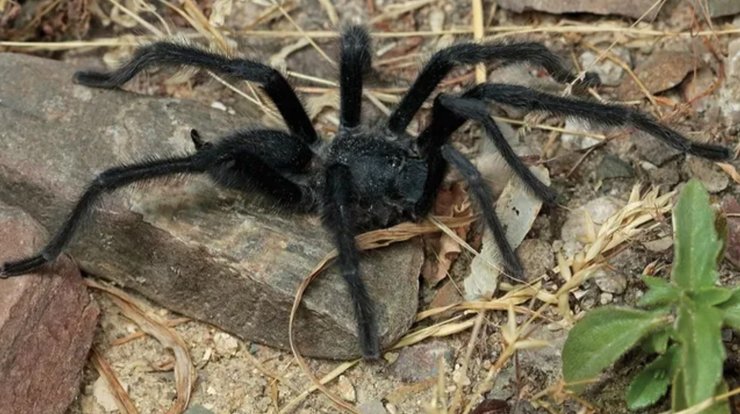 тарантул новый вид Satyrex ferox