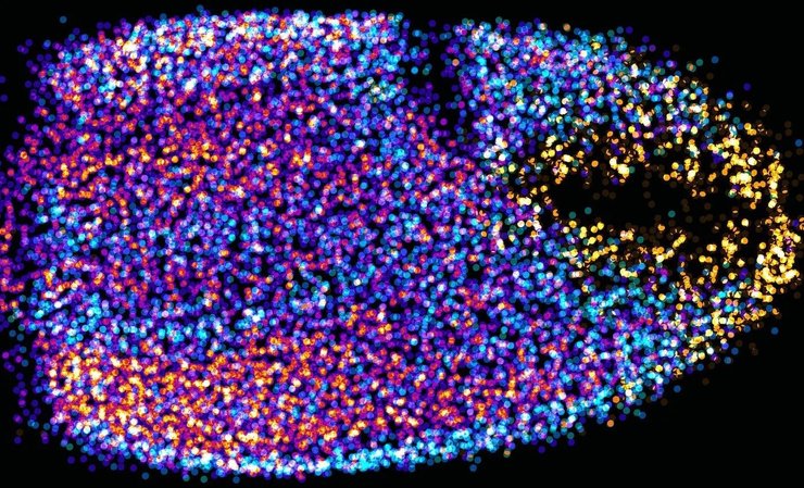 рак пустельник клішня