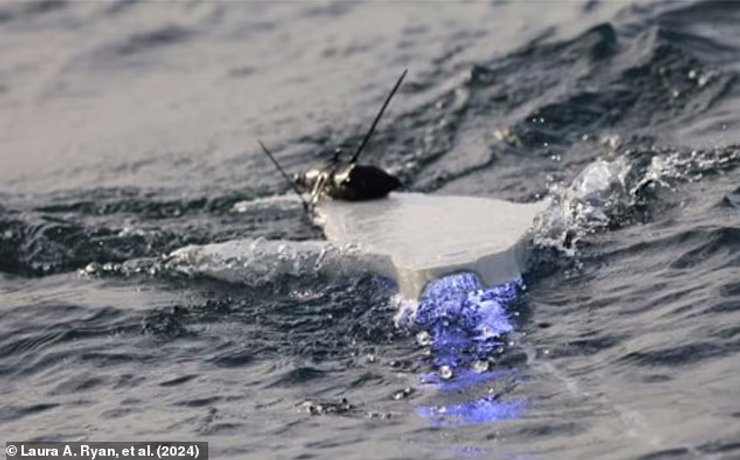 акула, охота акула, охота акул