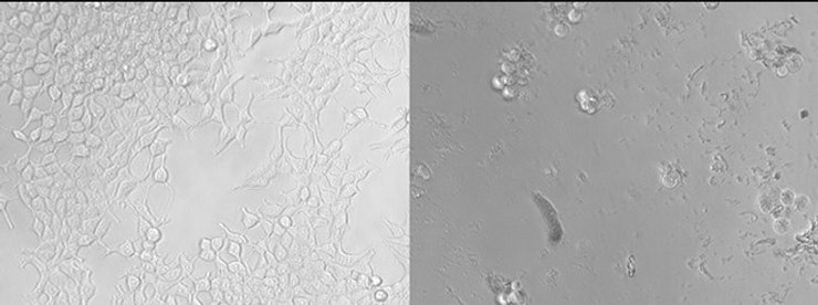 эмбриональные клетки микропластик