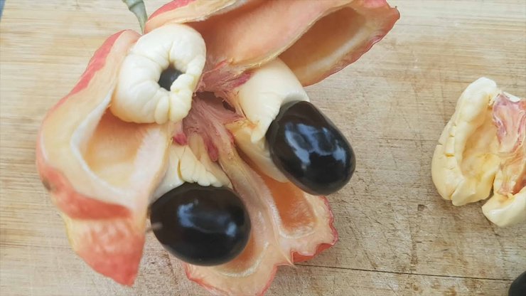 Живой осьминог, Саннакчи, опасный деликатес, опасная еда, опасно для здоровья, рыба, фрукты, сыр, кухня разных стран мира