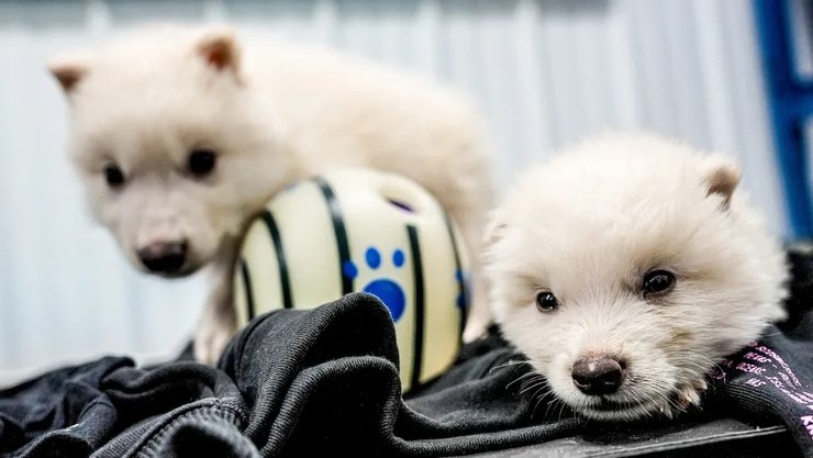 воскресіння жахливих вовків