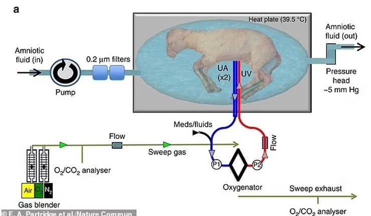 яскусственная матка животные